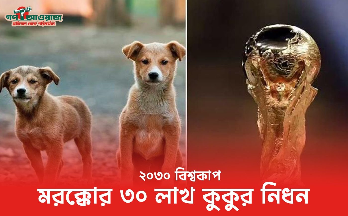 মরক্কো বিশ্বকাপ ২০৩০:৩০ লাখ কুকুর হত্যার গুঞ্জন